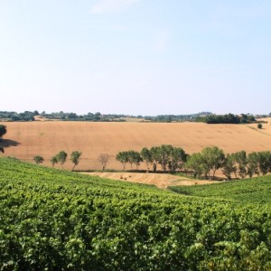 Panorama Trasimeno Agriturismo