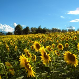 Girasoli Lago Trasimeno Agriturismo